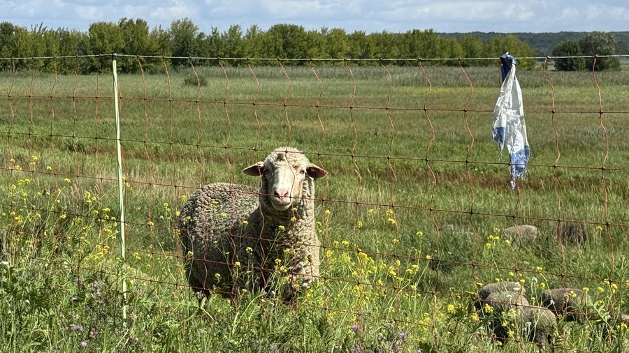 Schaf hinter Herdenschutzzaun mit Fladry