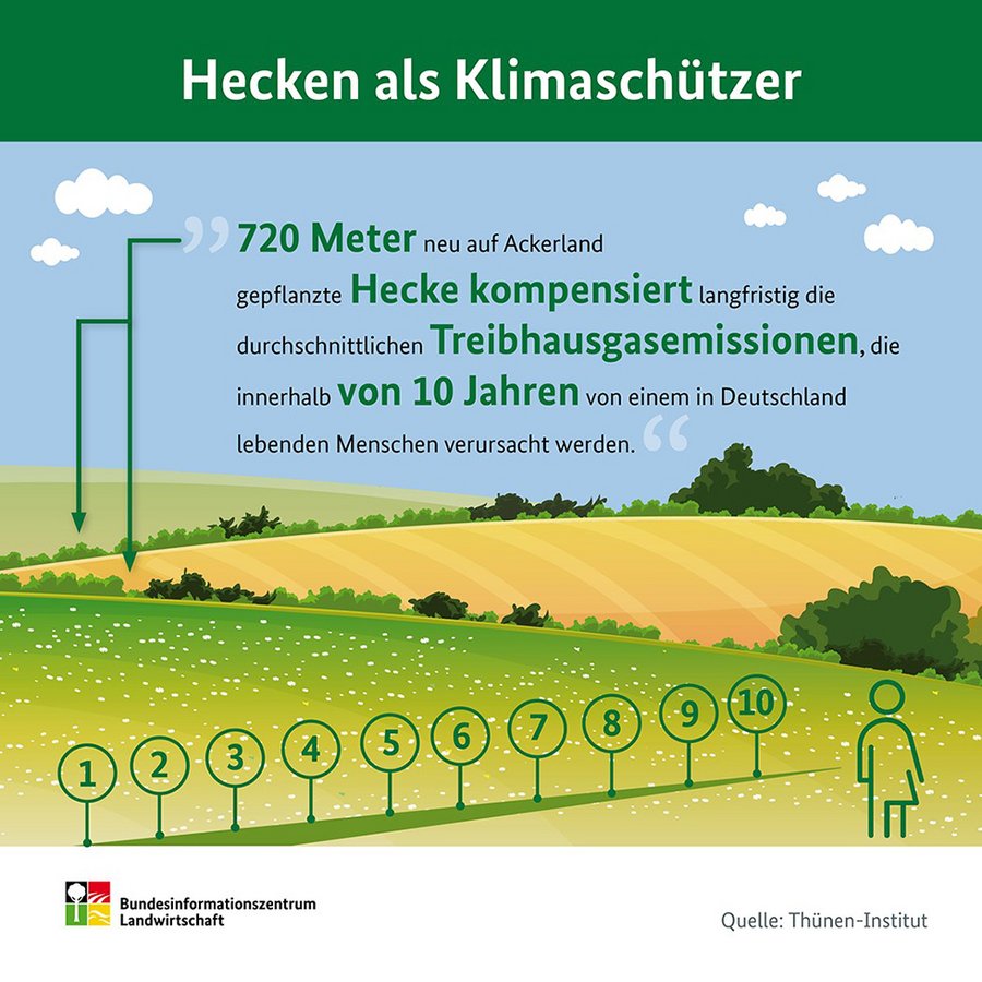 Infografik Hecken als Klimaschützer