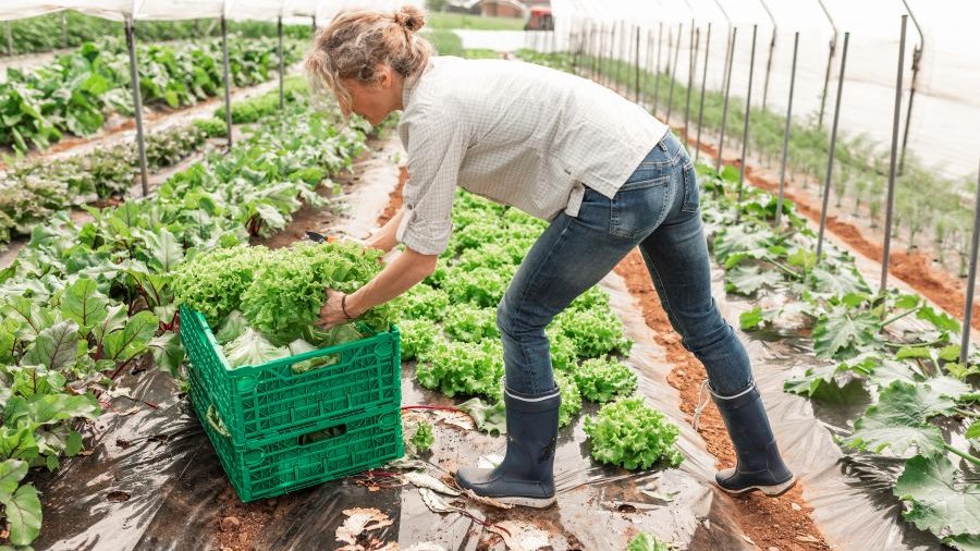 Frau sortiert Salat in eine Kiste. Sie befindet sich in einem Gewächshaus.