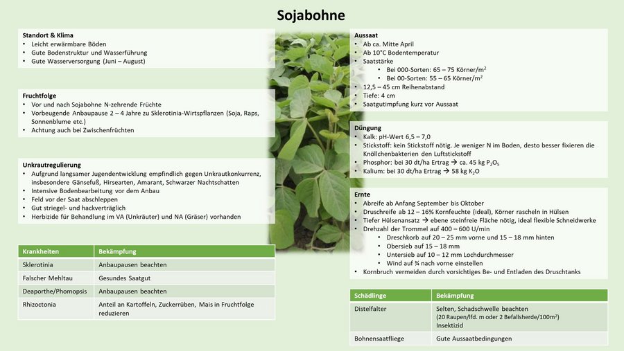 Anbau-Checkliste: Sojabohnen