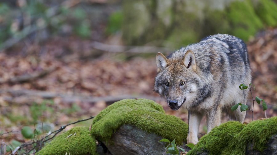 einzelner Wolf im Wald