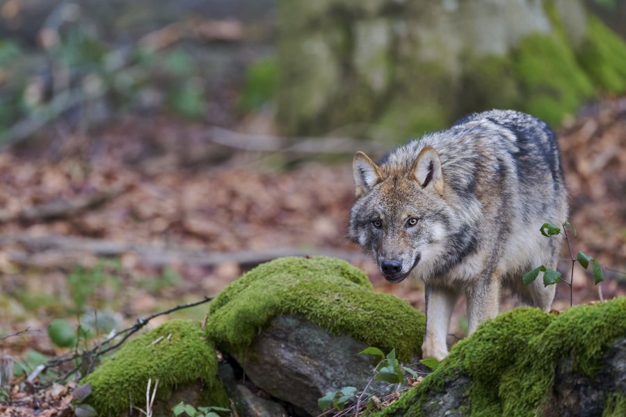 einzelner Wolf im Wald