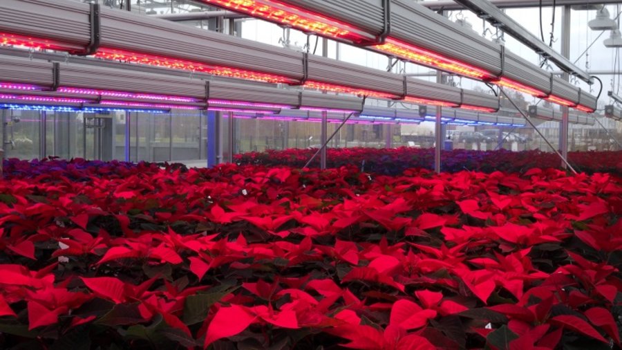 Poinsettien in einem Gewächshaus, belichtet mit hellrotem LED-Licht