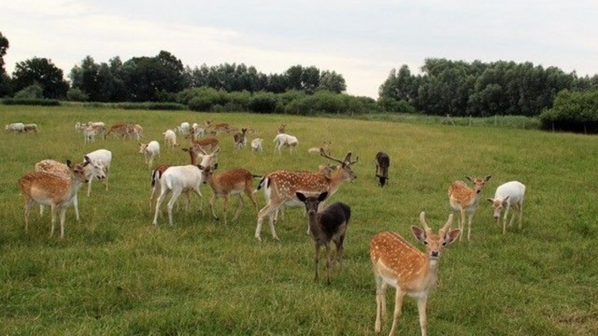 Gruppe von unterschiedlich gefärbten Damhirschen