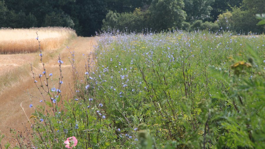 Veitshöchheimer Hanfmix in Nachbarschaft zu einem reifen Getreidefeld.