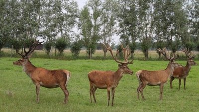 Vier Rothirsche die große Geweihe tragen auf einer saftigen Weide