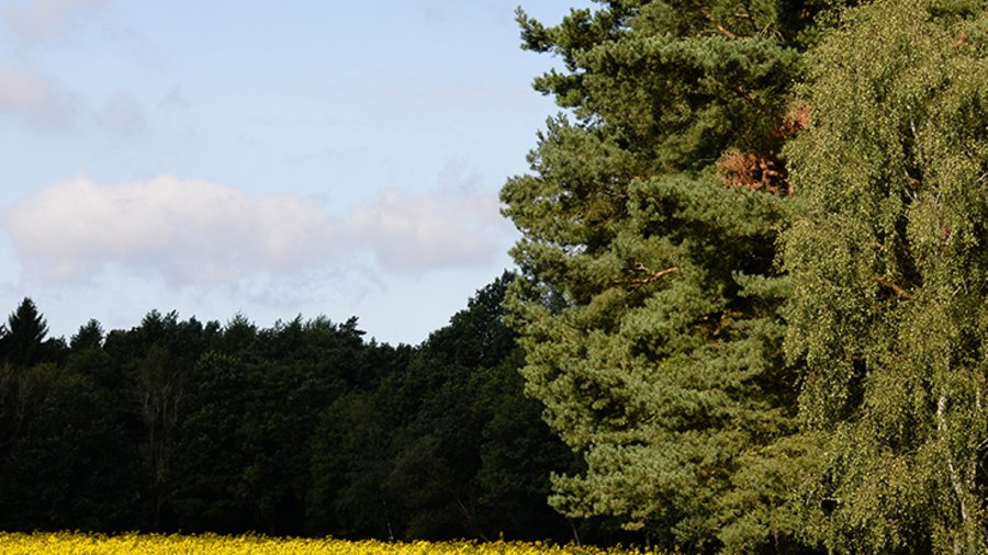 Silphie-Feld am Waldrand.