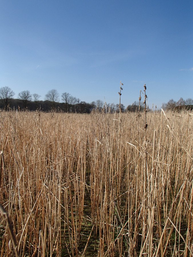 Bestand mit Winterhanf vor der Ernte