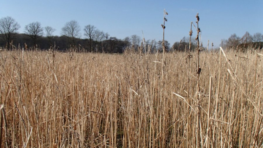 Bestand mit Winterhanf vor der Ernte