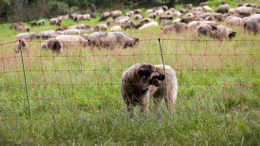 Herdenschutzhund hinter einem Zaun mit Schafherde im Hintergrund