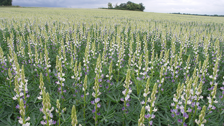 Blühende blaue Lupine