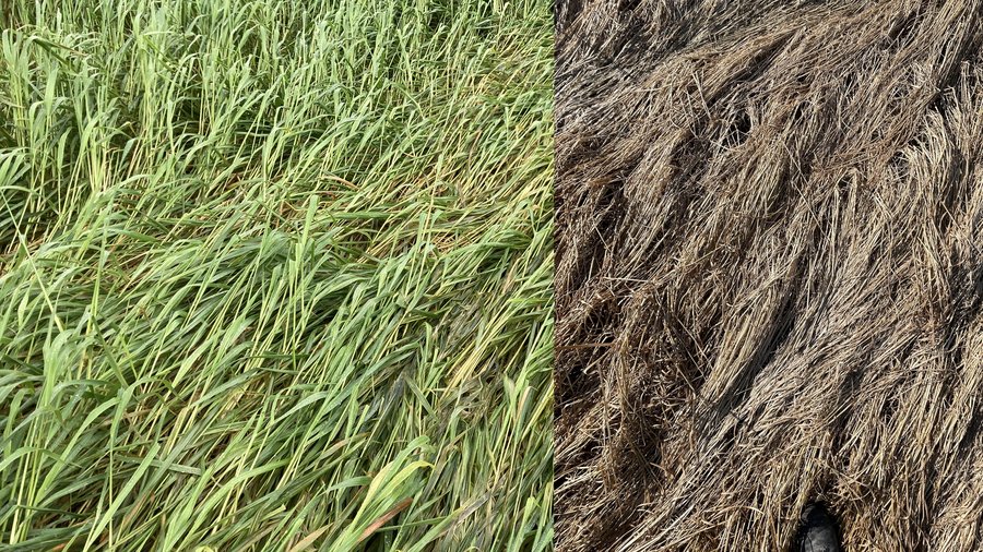 Auf der linken Seite ist ein Pflanzenbestand von Rauhafer zu sehen, der ins Lager geht und auf der rechten Seiten ein abgestorbener Bestand von Rauhafer.