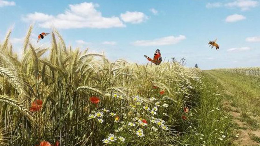 Blumenwiese mit Insekten