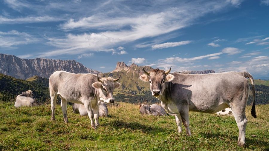 Italien: Kühe auf der Seiser Alm in den Dolomiten