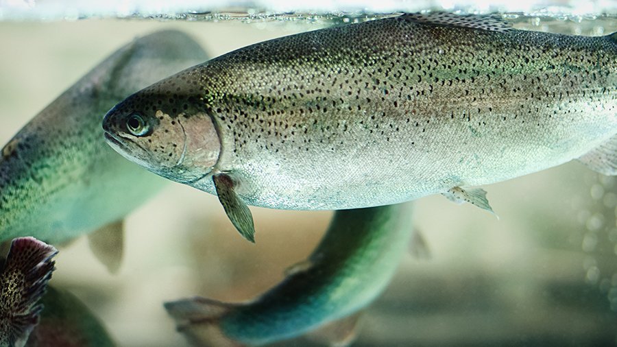 Eine Forelle schwimmt in einem Aquakultur-Behälter aus Glas. 