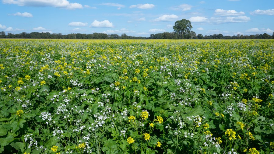 Im Vordergrund ist ein Feld mit blühendem Senf zu sehen. Im Hintergrund ist eine Baumreihe, darüber ist Himmel zu sehen.