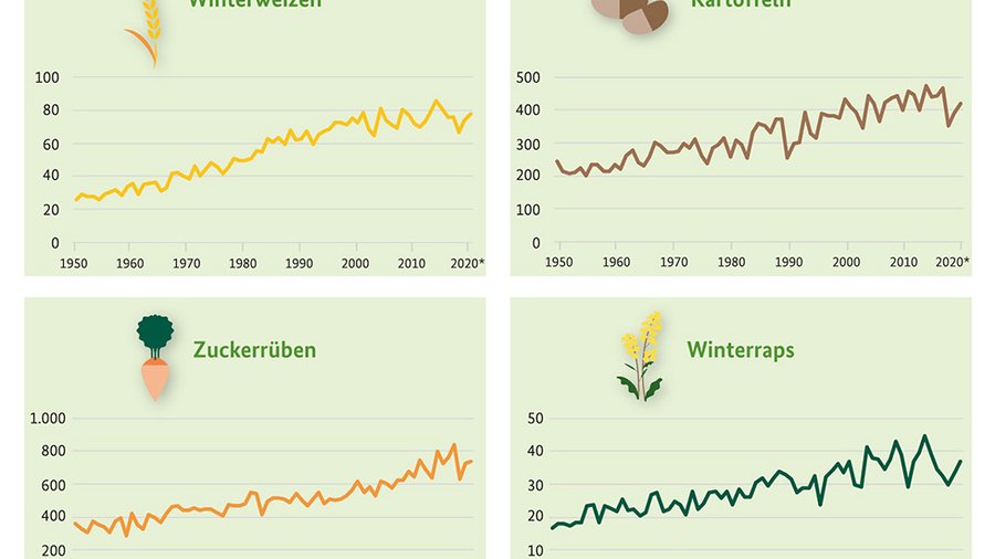 Infografik Hektarerträge von Winterweizen, Kartoffeln, Zuckerrüben und Winterraps 1950-2020 - Klick öffnet Großansicht in neuem Fenster