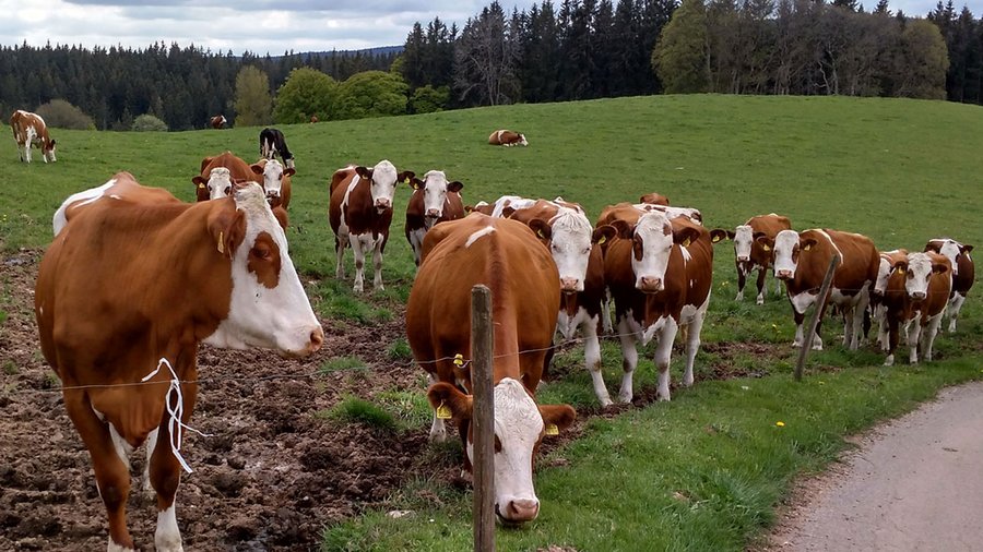 Vorderwälder Rinder auf Weide