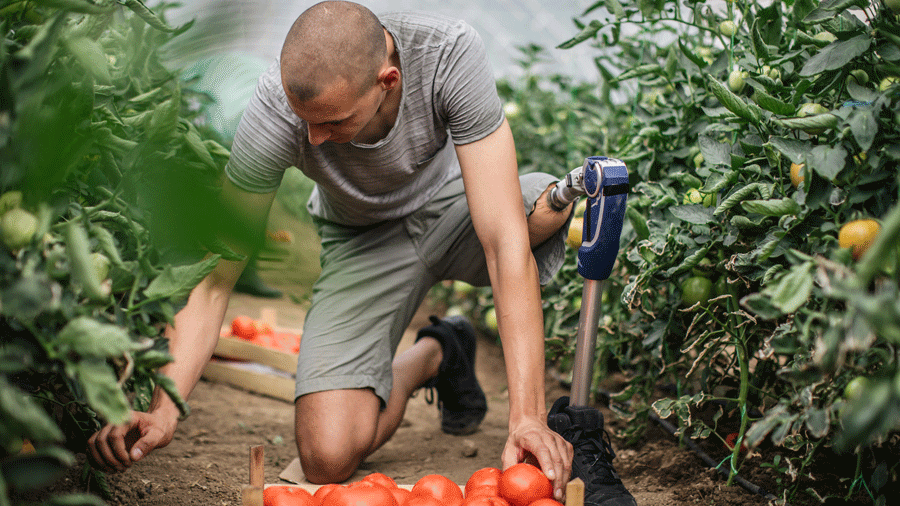 Mann mit Beinprothese erntet Tomaten im Gewächshaus. Klick führt zu Großansicht im neuen Fenster.