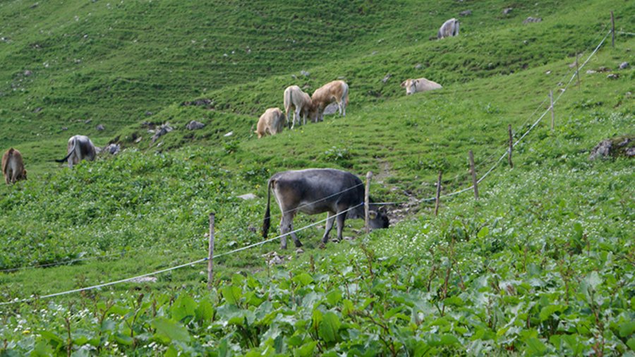 Rinder auf einer Bergwiese.