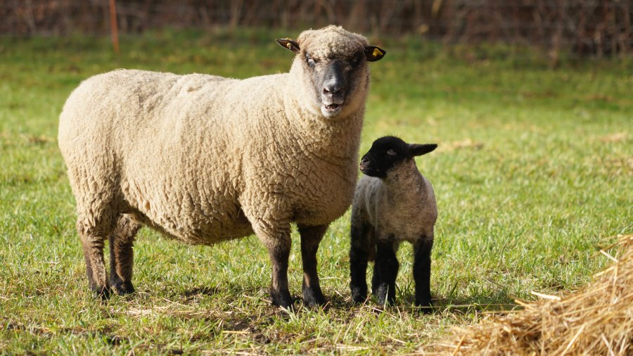 Ein Schaf steht mit seinem Lamm auf einer Weide.