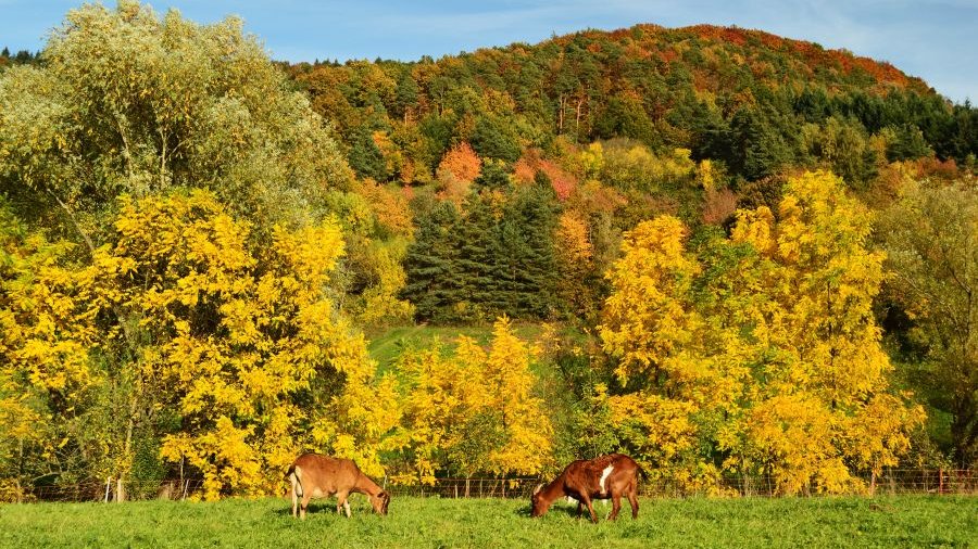Zwei Ziegen grasen auf einer Weide vor einem bewaldeten Berg mit bunt eingefärbtem Herbstlaub.