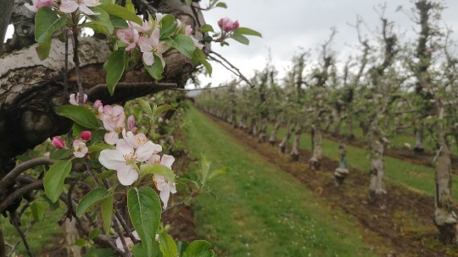 Großer Ast mit rosafarbenen Apfelblüten im Vordergrund, im Hintergrund Apfelbäume in Reihen erkennbar
