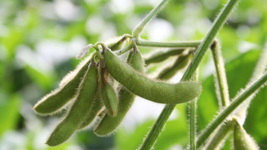 Sojapflanze