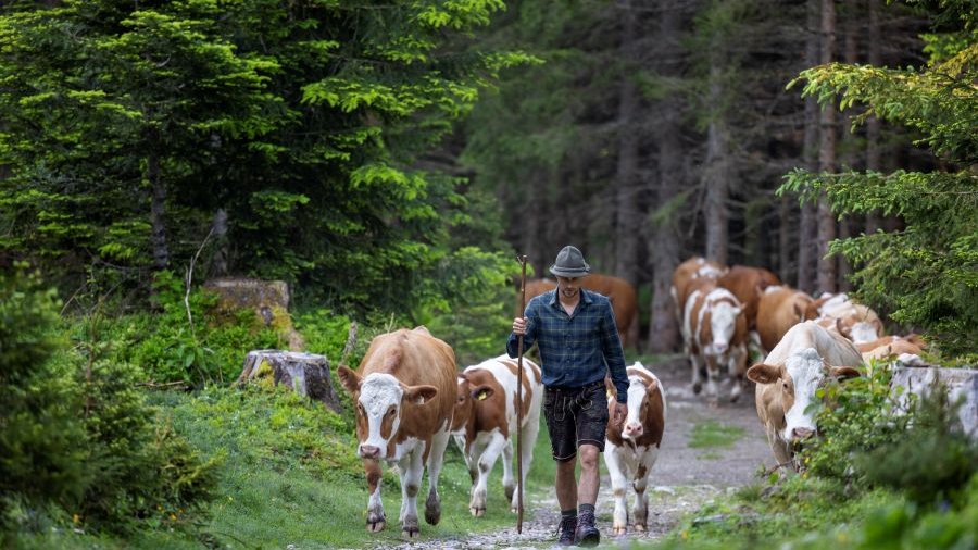 Österreich: Bergbauer in den Alpen bringt seine Kühe auf die Weide